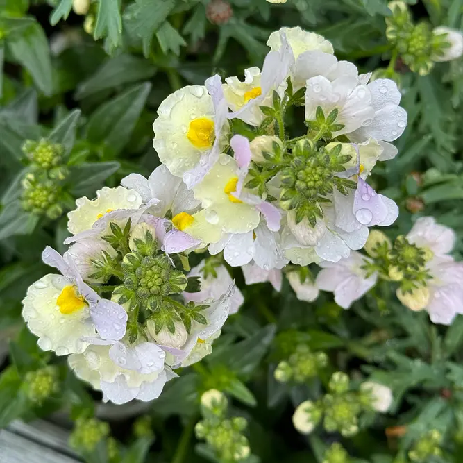 Nemesia 'Easter Bonnet' (Pot Size 2L) - The Boma Garden Centre