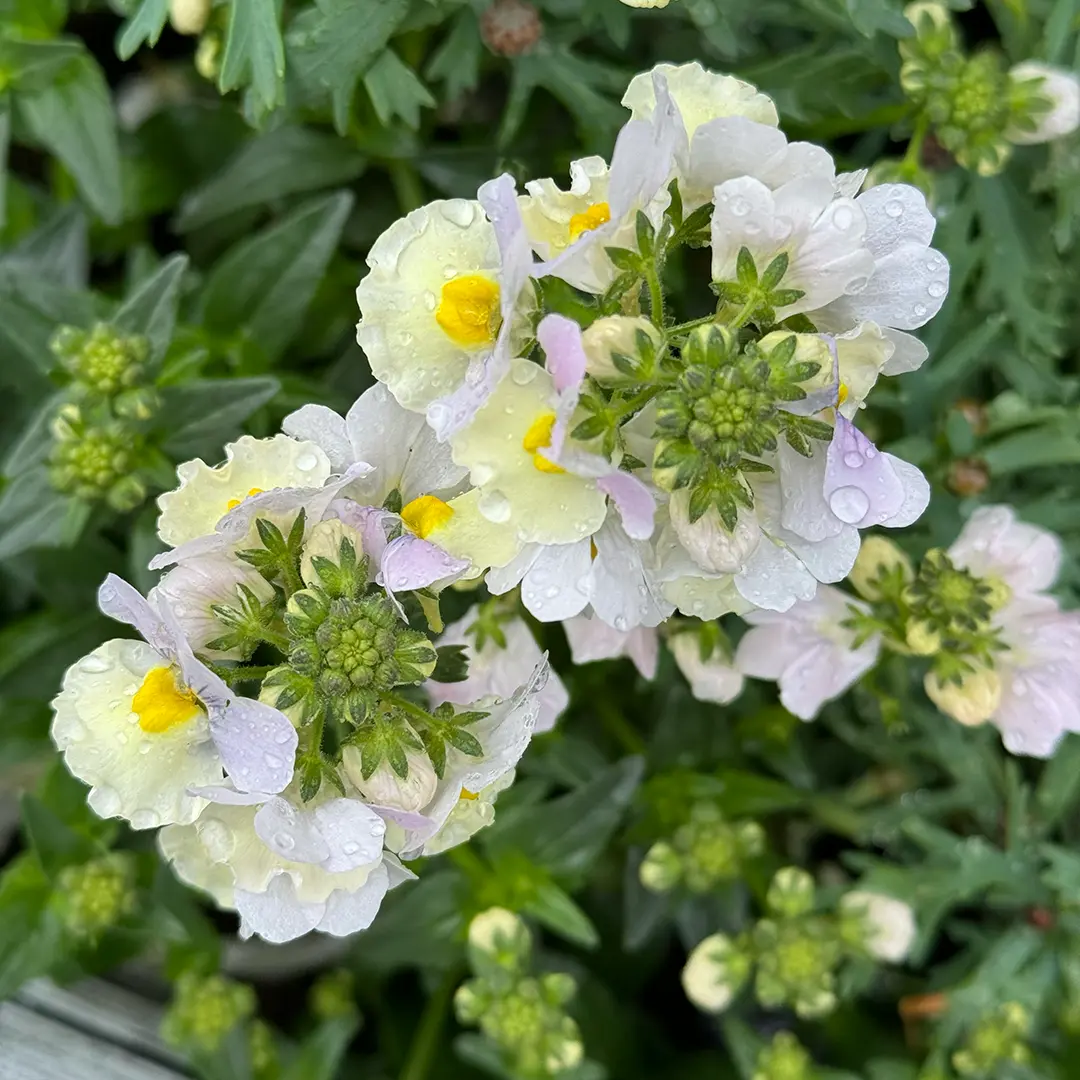 Nemesia 'easter Bonnet' (pot Size 2l) - The Boma Garden Centre