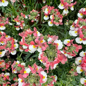 Nemesia 'Lady Penelope' (Pot Size 1L) - image 1