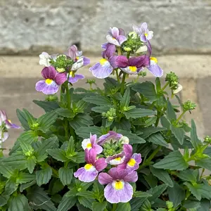 Nemesia 'Lilac Queen' (Pot Size 1L) - image 1