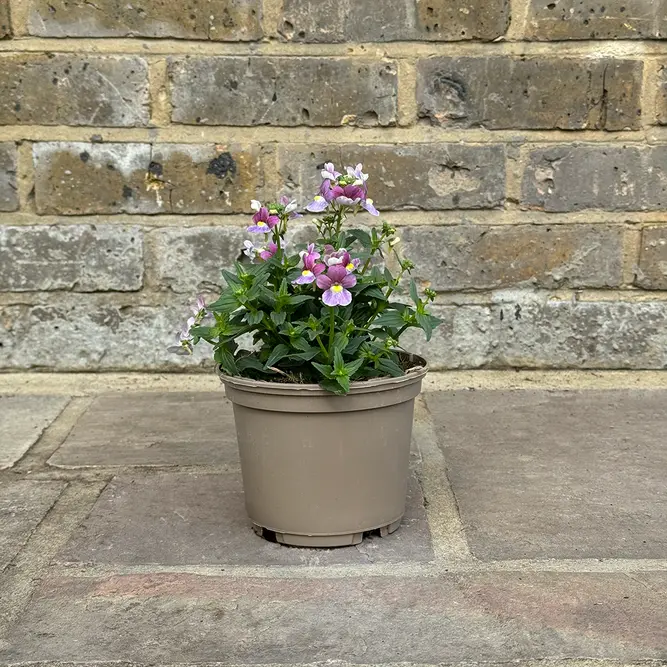 Nemesia 'Lilac Queen' (Pot Size 1L) - image 2