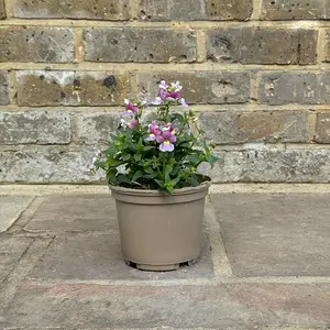 Nemesia 'Lilac Queen' (Pot Size 1L) - image 2