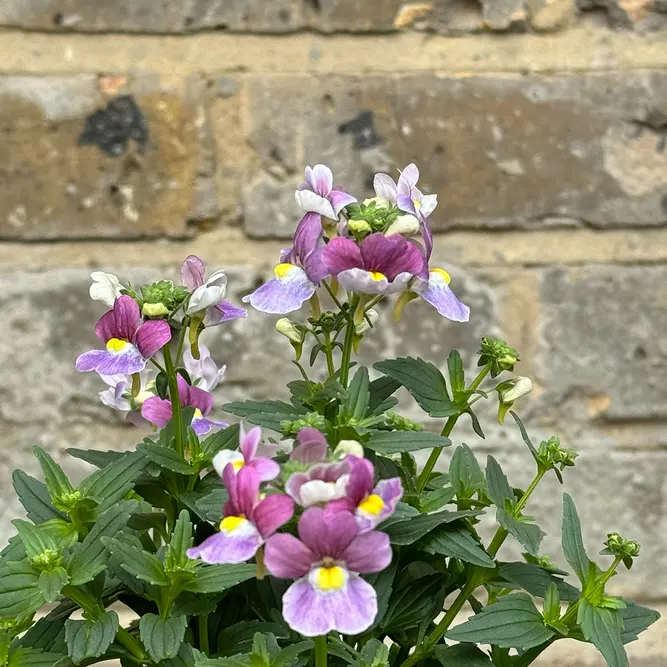 Nemesia 'Lilac Queen' (Pot Size 1L) - image 3