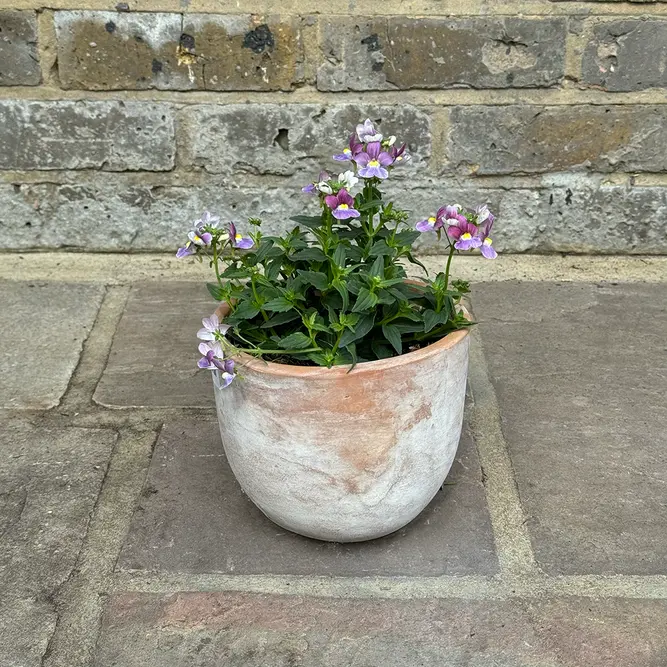 Nemesia 'Lilac Queen' (Pot Size 1L) - image 4