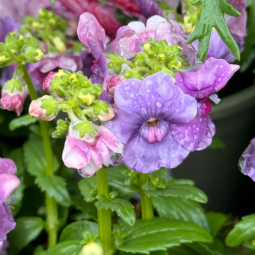 Nemesia 'Mirabelle' (Pot Size 1L) - The Boma Garden Centre