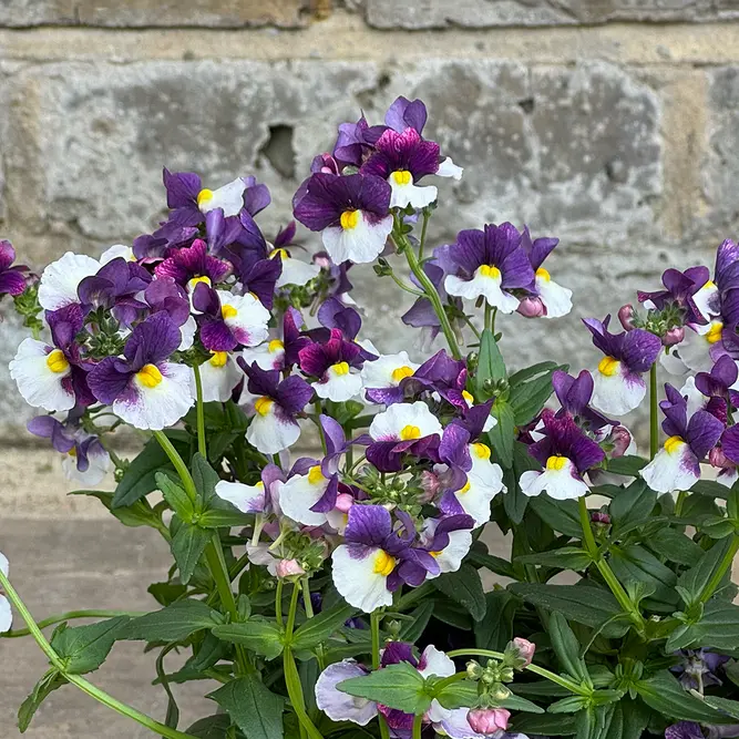 Nemesia 'Sunpeddle Plum' (Pot Size 1L) Nemesia - image 1