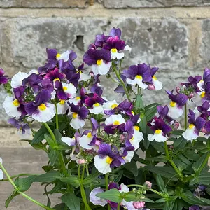 Nemesia 'Sunpeddle Plum' (Pot Size 1L) Nemesia - image 1