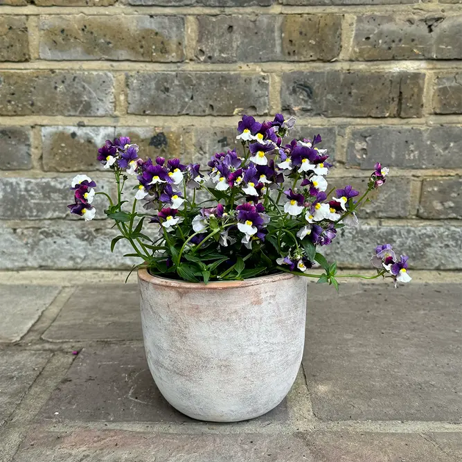 Nemesia 'Sunpeddle Plum' (Pot Size 1L) Nemesia - image 4