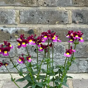 Nemesia 'Sunpeddle Raspberry' (Pot Size 1L) Nemesia - image 2