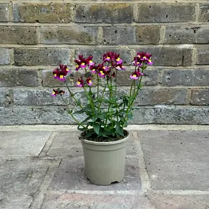 Nemesia 'Sunpeddle Raspberry' (Pot Size 1L) Nemesia - image 3