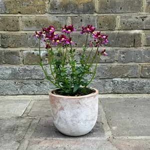 Nemesia 'Sunpeddle Raspberry' (Pot Size 1L) Nemesia - image 4