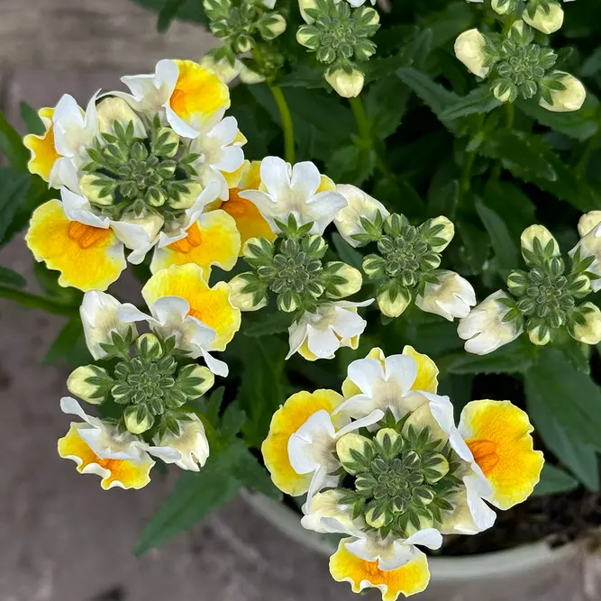 Nemesia 'Sunpeddle Yellow' (Pot Size 1L) Nemesia - image 1