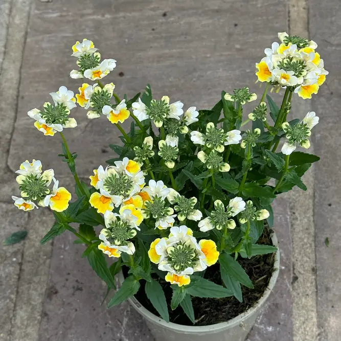 Nemesia 'Sunpeddle Yellow' (Pot Size 1L) Nemesia - image 3