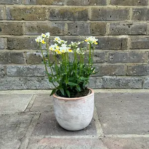 Nemesia 'Sunpeddle Yellow' (Pot Size 1L) Nemesia - image 4