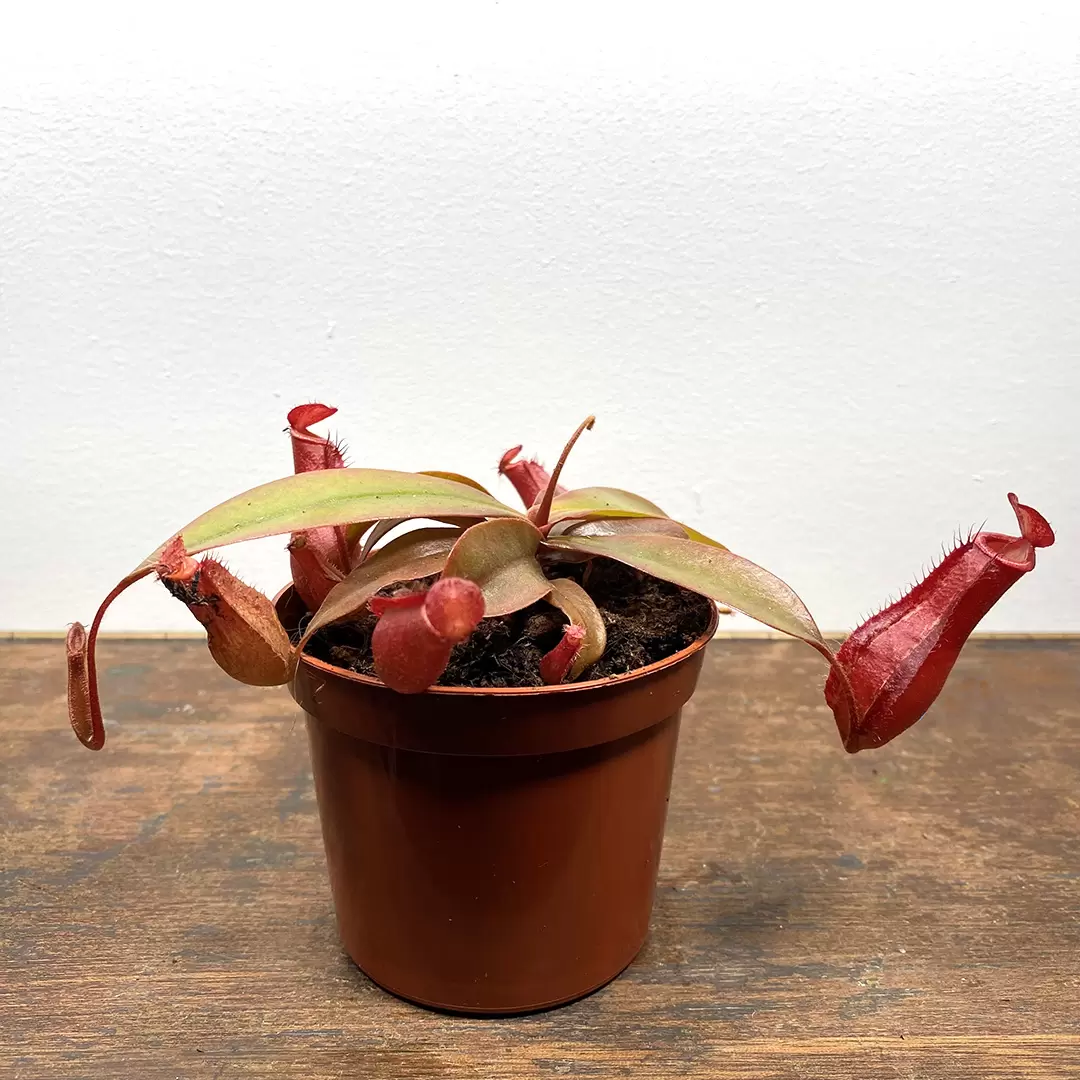 Nepenthes 'Bloody Mary' (Pot Size 8.5cm) Monkey Jars - The Boma Garden ...