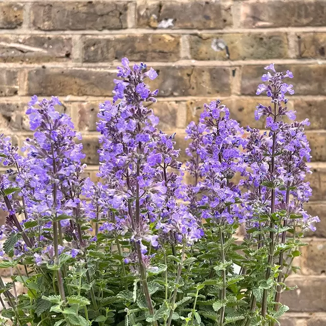 Nepeta faassenii 'Purrsian Blue' (Pot Size 3L) - Catmint - image 2