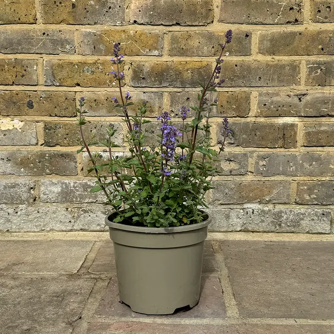 Nepeta faassenii 'Purrsian Blue' (Pot Size 3L) - Catmint - image 3