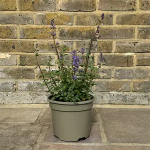 Nepeta faassenii 'Purrsian Blue' (Pot Size 3L) - Catmint - image 3