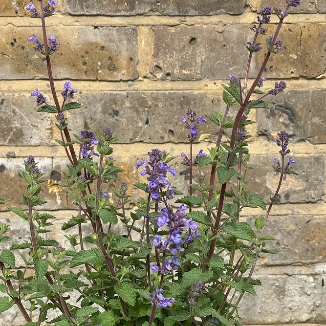 Nepeta faassenii 'Purrsian Blue' (Pot Size 3L) - Catmint - image 1