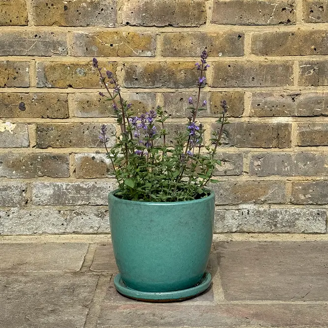 Nepeta faassenii 'Purrsian Blue' (Pot Size 3L) - Catmint - image 4