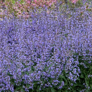 Nepeta faassenii 'Purrsian Blue' (Pot Size 3L) - Catmint - image 5