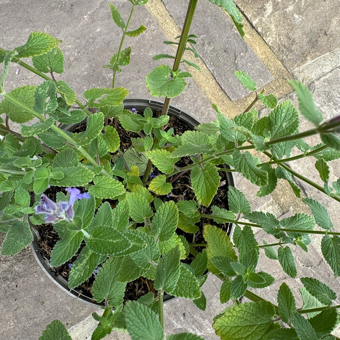 Nepeta grandiflora 'Summer Magic' (Pot Size 1L) Cat Mint - image 5