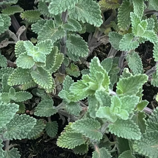 Nepeta racemosa 'Walker's Low' (Pot Size 3L) - Catmint - image 2