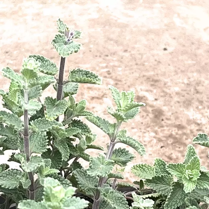 Nepeta racemosa 'Walker's Low' (Pot Size 3L) - Catmint - image 3