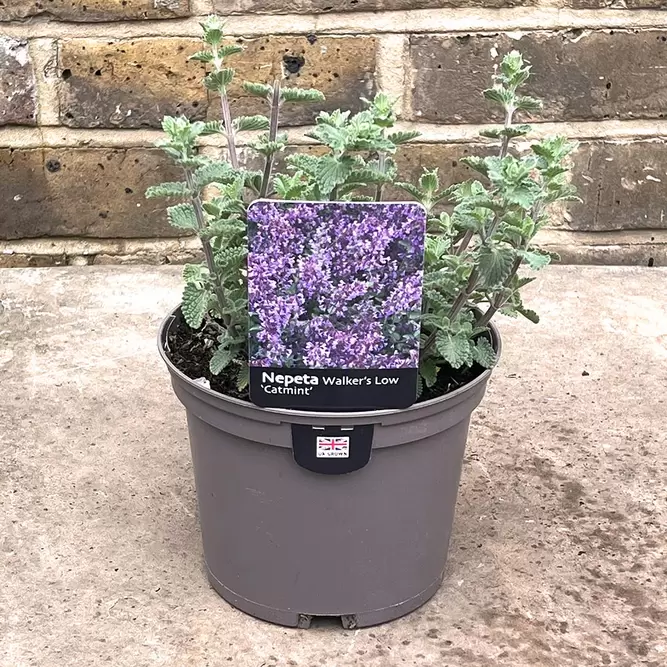 Nepeta racemosa 'Walker's Low' (Pot Size 3L) - Catmint - image 4