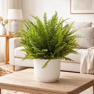 Nephrolepis exaltata ‘Green Lady’ (Pot Size 20cm) Green Lady Fern
