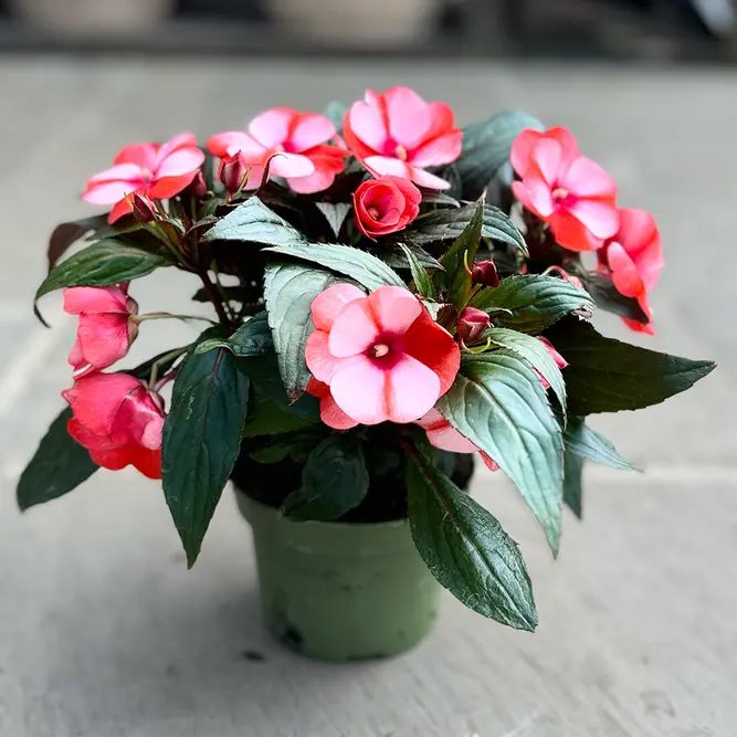 New Guinea impatiens hawkerii 'Tamarinda Bicolour'  (13cm pot) - image 1