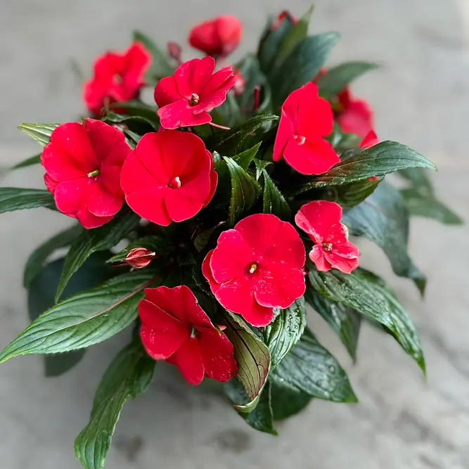 New Guinea impatiens hawkerii 'Tamarinda Red' (Pot Size13cm) - image 1