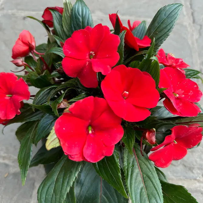 New Guinea impatiens hawkerii 'Tamarinda Red' (Pot Size13cm) - image 3