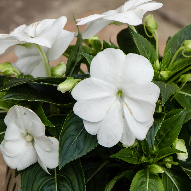 New Guinea impatiens hawkerii 'Tamarinda White'  (13cm pot) - image 1