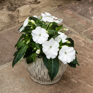 New Guinea impatiens hawkerii 'Tamarinda White'  (13cm pot) - image 2