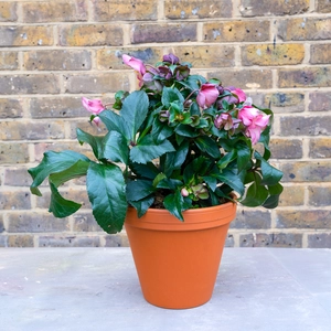 Noel Rose Planter - image 1