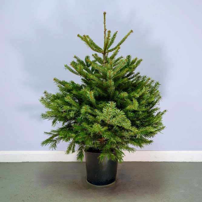 Nordmann Pot Grown H100-125cm Real Christmas Tree - image 1