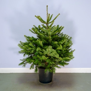 Nordmann Pot Grown H100-125cm Real Christmas Tree - image 1