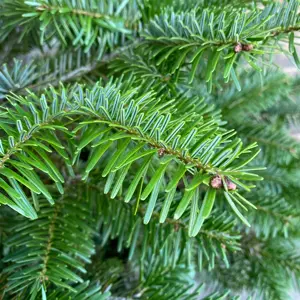 Nordmann Pot Grown H100-125cm Real Christmas Tree - image 2