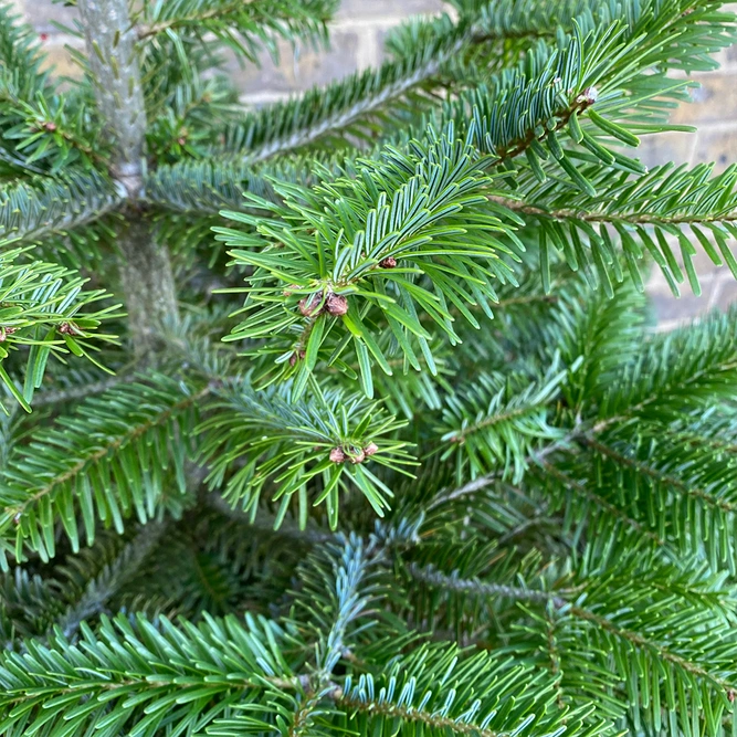 Nordmann Pot Grown H125-150cm Real Christmas Tree - image 3