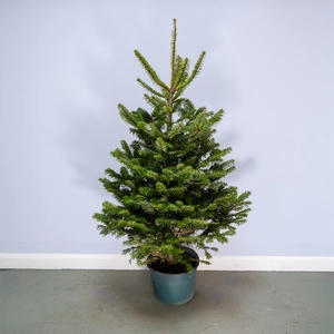 Nordmann Pot Grown H125-150cm Real Christmas Tree - image 1