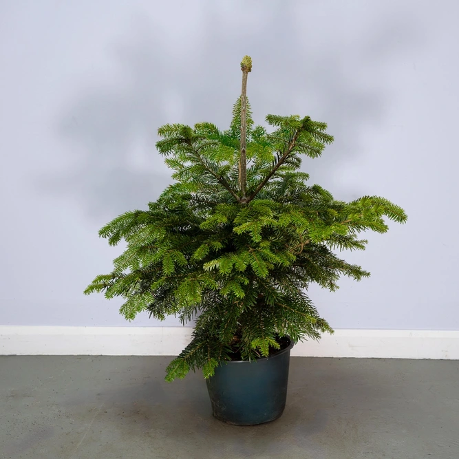 Nordmann Pot Grown H60-80cm Real Christmas Tree - image 1