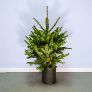 Nordmann Pot Grown H80-100cm Real Christmas Tree - image 1