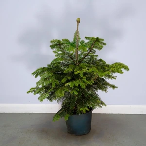 Nordmann Premium Pot Grown H60-80cm Real Christmas Tree