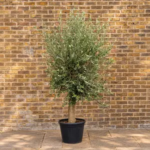 Olea europaea 'Clipped Head' 1/2 Standard (Pot Size 45L) Olive Tree