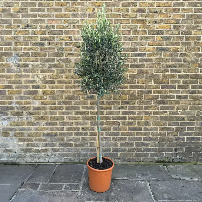 Olea europaea 'Clipped Head' (Trunk Girth 8-10cm) (Pot Size 15L) Olive Tree - image 1