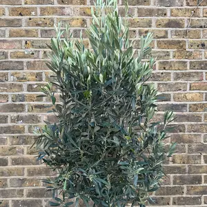 Olea europaea 'Clipped Head' (Trunk Girth 8-10cm) (Pot Size 15L) Olive Tree - image 2