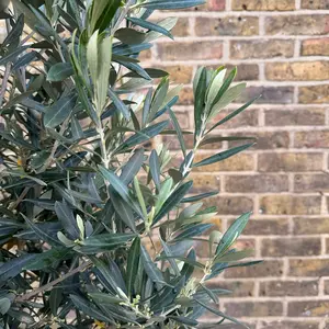 Olea europaea 'Clipped Head' (Trunk Girth 8-10cm) (Pot Size 15L) Olive Tree - image 3