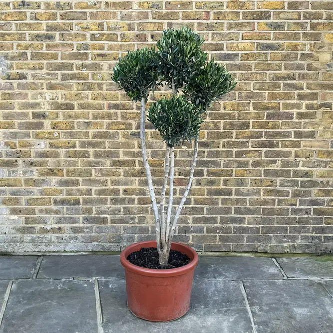 Olea europaea 'Pom Pom' (Pot Size 45L) Olive Tree - image 1