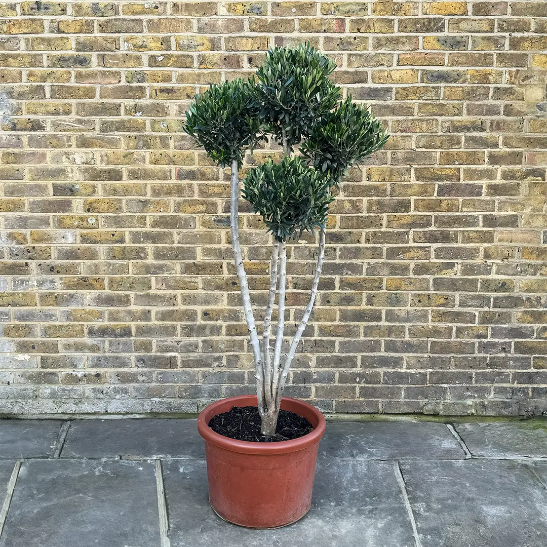 Olea europaea 'Pom Pom' (Pot Size 45L) Olive Tree - The Boma Garden Centre